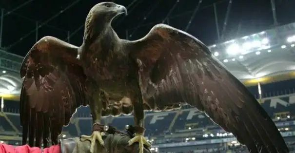 Eintracht Frankfurt'un maskotu olan kartal "Attila" 15 yaşında!