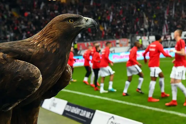 Eintracht Frankfurt'un maskotu olan kartal "Attila" 15 yaşında!